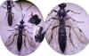 Stenichneumon militarius